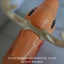 Perfect Fit - Antlers for Grand Venture Reindeer Blow Mold - Blow Mold Store